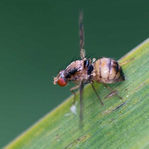 Toxoneura muliebris