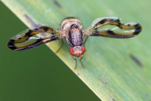 Toxoneura muliebris