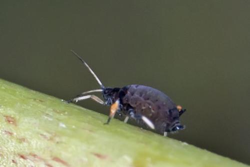 Aphis fabae