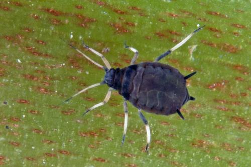 Aphis fabae