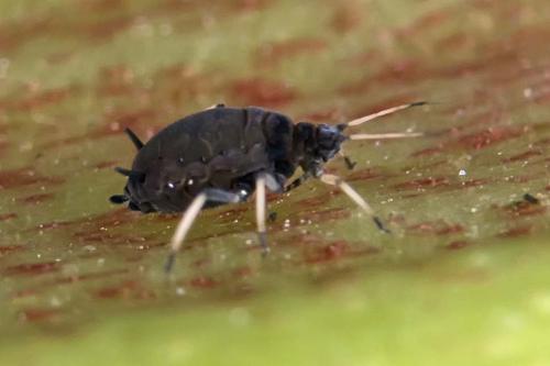 Aphis fabae