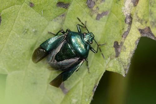 Réf. 108 871 : Zicrona caerulea