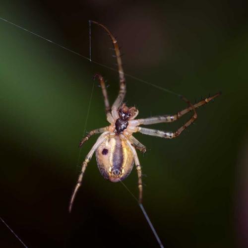 Metellina sp.