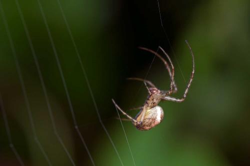 Metellina sp.