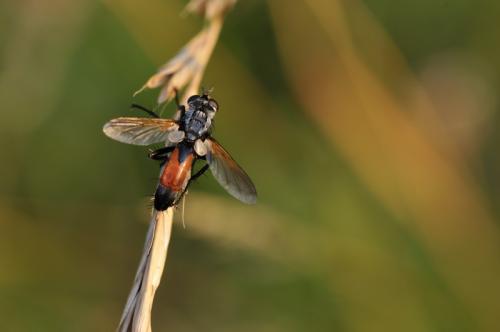 Réf. 108 025 : Cylindromyia sp.