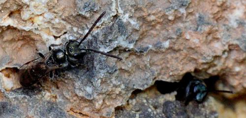 Réf. 108 959 : Lasioglossum morio