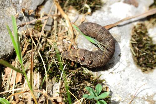 Réf. 108 868 : Deilephila porcellus