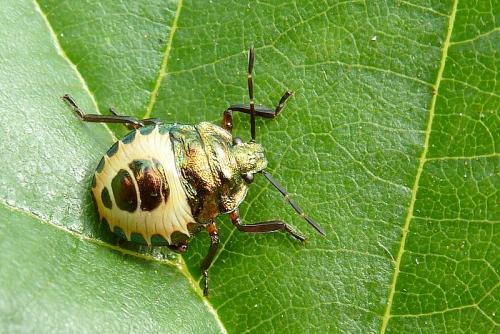 Troilus luridus