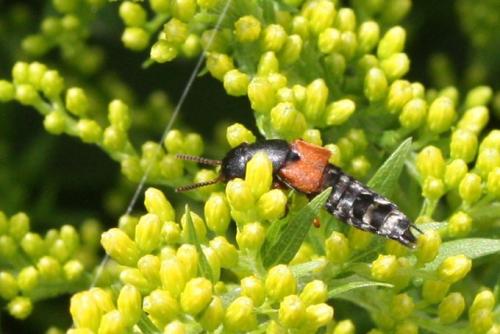 Réf. 108 274 : Platydracus sp.