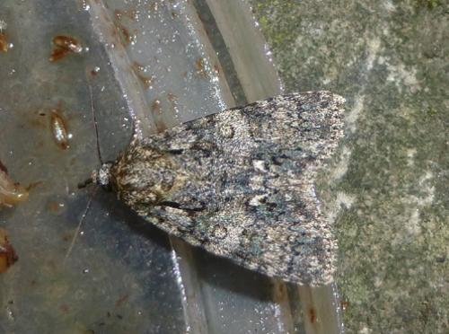 Réf. 108 054 : Acronicta rumicis