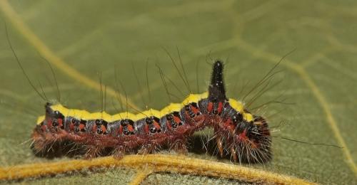 Réf. 108 728 : Acronicta psi