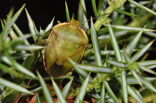 Réf. 108 183 : Chlorochroa juniperina