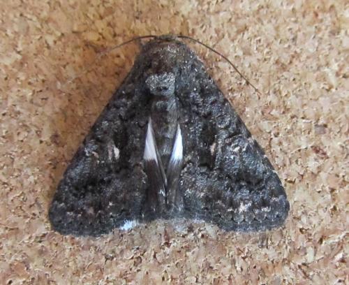 Réf. 108 080 : Aedia leucomelas