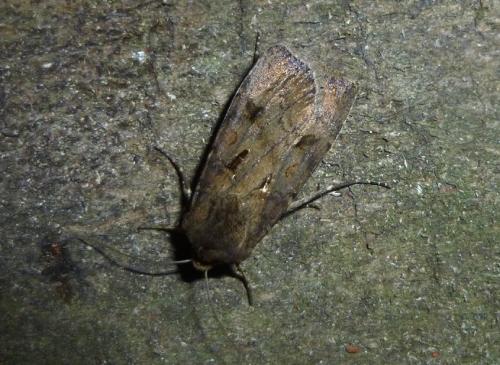 Réf. 108 824 : Agrotis exclamationis