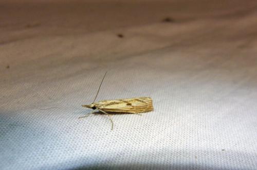 Agriphila inquinatella