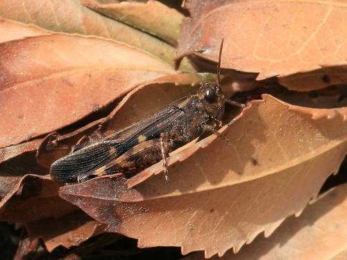 Aiolopus strepens