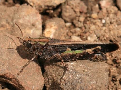 Réf. 108 261 : Aiolopus strepens