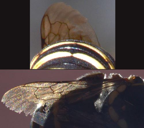 Anthidium diadema