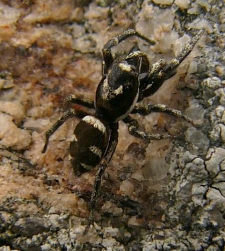 Réf. 108 466 : Salticus scenicus