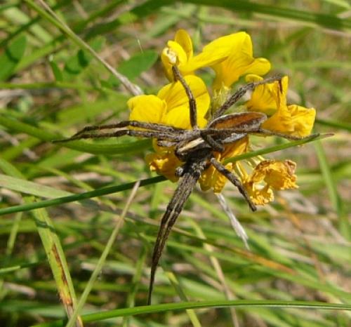 Pisaura mirabilis