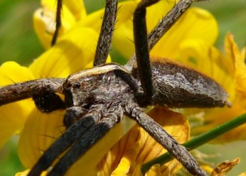Pisaura mirabilis