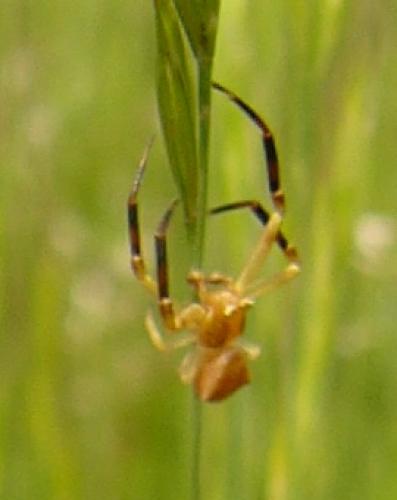 Thomisus onustus