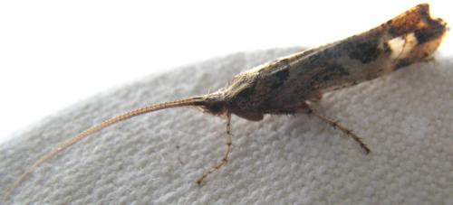 Glyphotaelius pellucidus