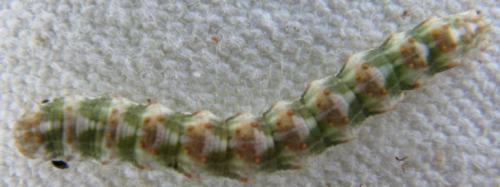 Cucullia absinthii