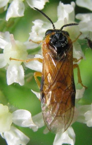 Selandria sp.