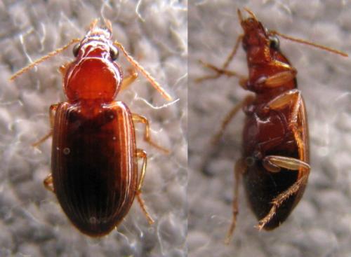 Réf. 108 315 : Bradycellus harpalinus