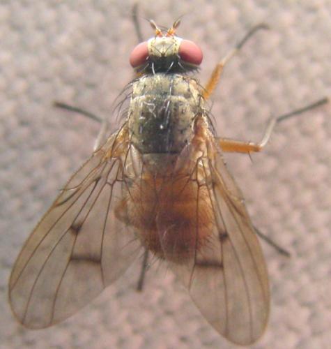Réf. 108 316 : Helina abdominalis