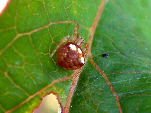 Araneus sp.