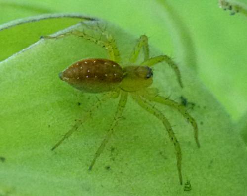 Dolomedes sp.