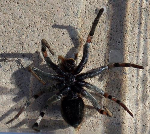 Hogna radiata