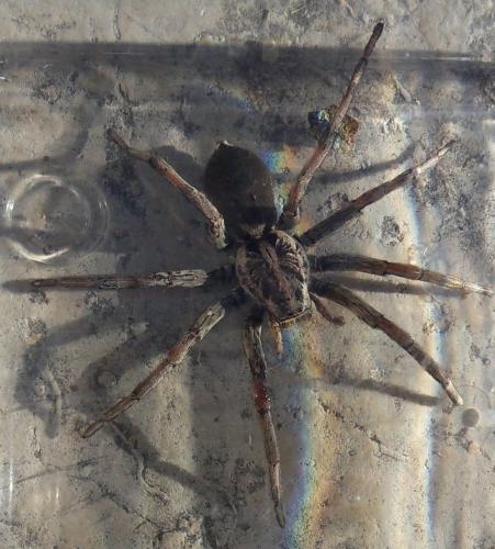 Hogna radiata