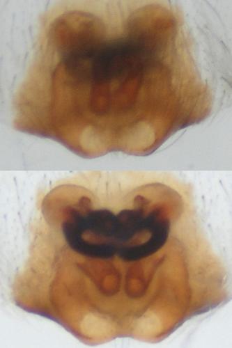 Clubiona germanica