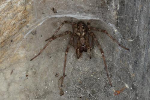 Tegenaria parietina