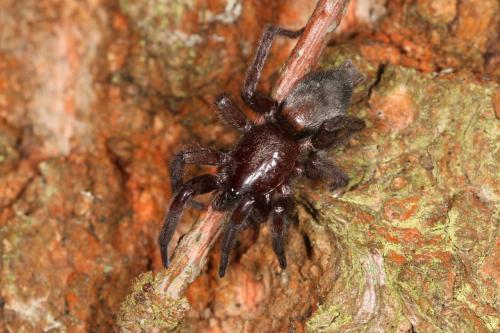 Réf. 108 813 : Scotophaeus sp.