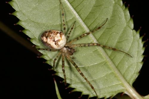 Metellina sp.