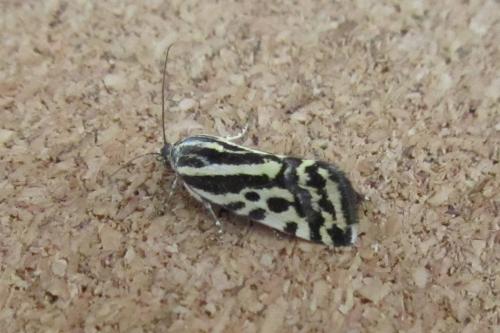 Réf. 108 078 : Acontia trabealis