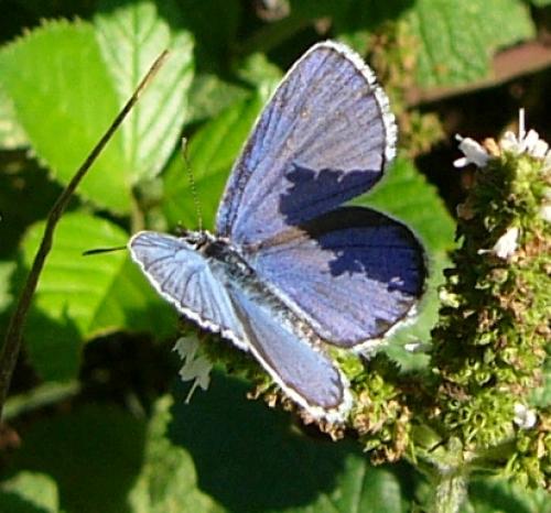 Plebejus sp.