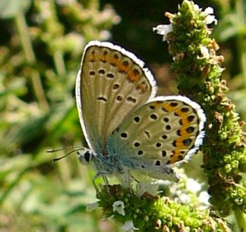 Plebejus sp.
