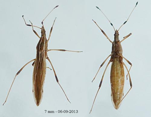 Berytinus sp.