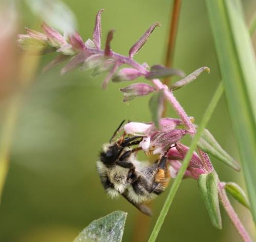 Réf. 108 859 : Bombus sylvarum