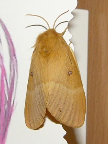 Lasiocampa quercus