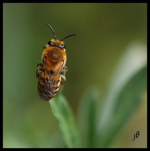 Colletes hederae