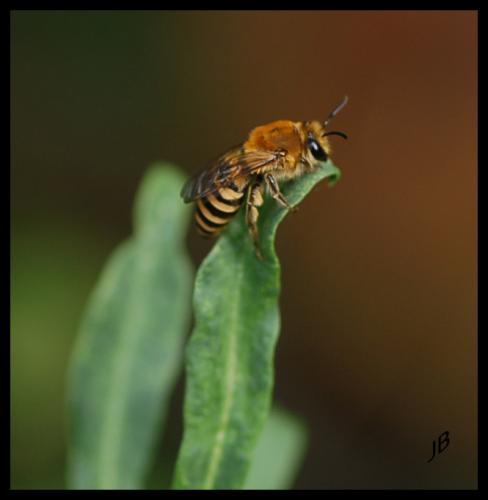 Colletes hederae