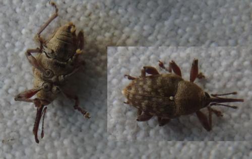 Curculio glandium