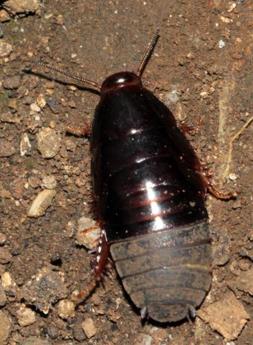 Pycnoscelus surinamensis