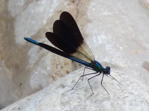 Calopteryx xanthostoma